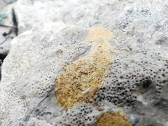 Xanthocarpia ochracea