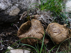 Scleroderma verrucosum