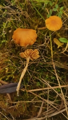 Entoloma readiae