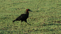Bucorvus leadbeateri