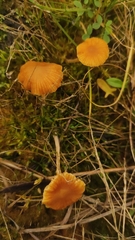 Entoloma readiae