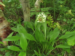 Allium ochotense