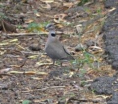 Streptopelia capicola