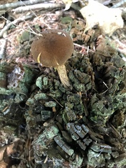 Boletellus chrysenteroides