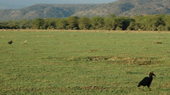 Bucorvus leadbeateri