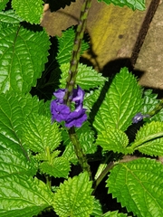 Stachytarpheta urticifolia