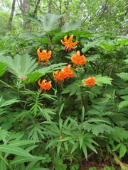 Lilium debile