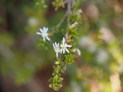 Olearia solandri