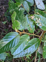 Alphitonia excelsa