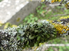 Pleurosticta acetabulum