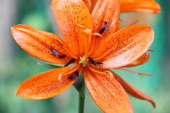Lilium tsingtauense