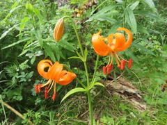 Lilium debile