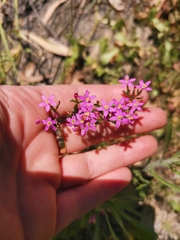 Centaurium erythraea