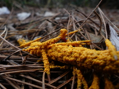 Leocarpus fragilis