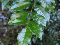 Fraxinus griffithii