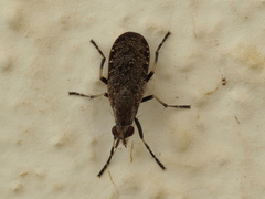 Euthycera cribrata