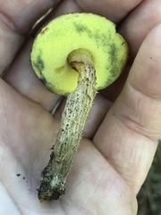 Boletellus chrysenteroides