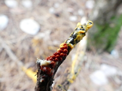 Leocarpus fragilis