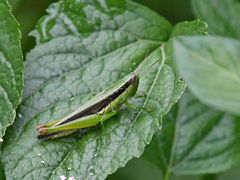 Oxyini