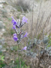 Lavandula
