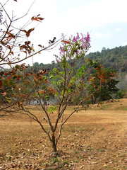 Lagerstroemia speciosa