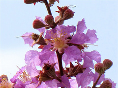 Lagerstroemia speciosa