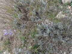 Lavandula