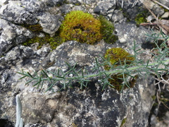 Genista hispanica