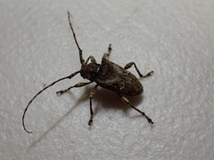 Lagocheirus obsoletus