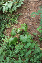 Ranunculus japonicus