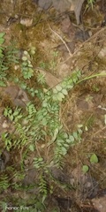 Cardamine dentata