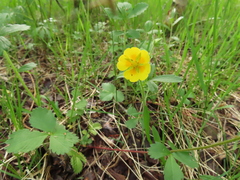 Potentilla stolonifera