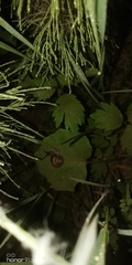 Fruticicola fruticum