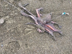 Macroctopus maorum