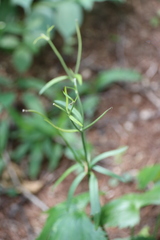 Ranunculus japonicus