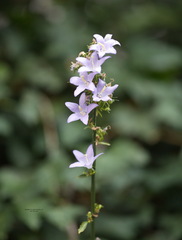 Campanula pyramidalis