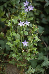 Campanula pyramidalis
