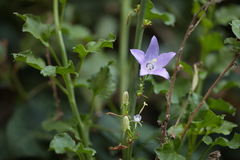 Campanula pyramidalis