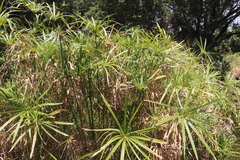 Cyperus textilis