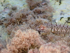 Clinitrachus argentatus