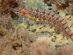 Clinitrachus argentatus