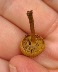 Phaeomarasmius ciliatus