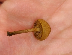 Phaeomarasmius ciliatus