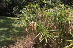 Cyperus textilis