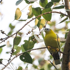 Treron phoenicopterus