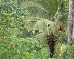 Foudia madagascariensis