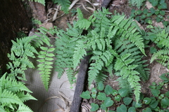 Athyriaceae