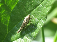 Scythris limbella