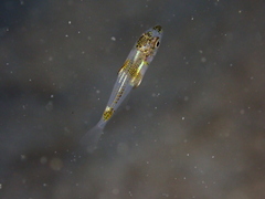 Diplodus