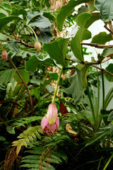 Medinilla magnifica